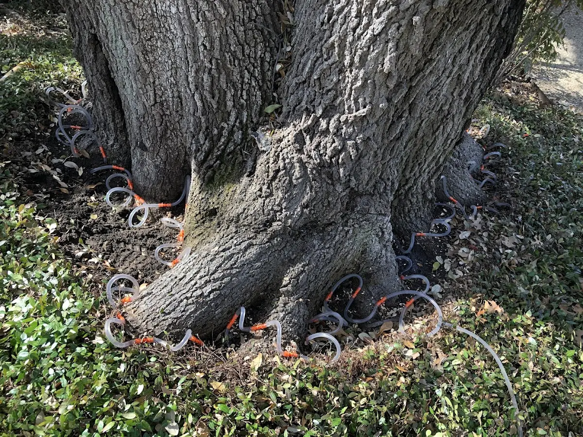 Detailed Tree Cabling and Bracing job site in Orono