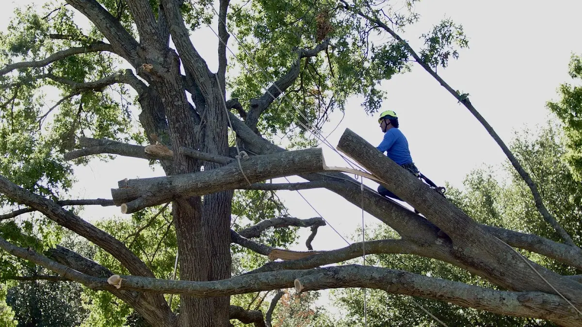 Professional Hazardous Tree Removal performed by certified arborists in Orono