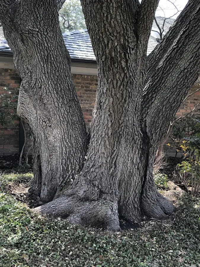 Mature heritage tree close to a Orono property cared for by certified arborists